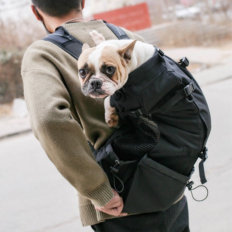 Sac de transport pour chien KING porté sur le dos et vu de derrière avec chien qui regarde la caméra / Noir anthracite | Truviafit